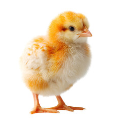 Obraz premium Adorable Fluffy Yellow Chickling Baby Bird Farm Animal