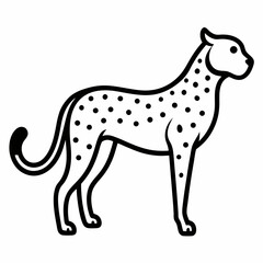 Cheetah on white background 