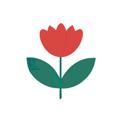 red rose flower