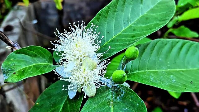 close up of white guava tree blossom, guava flower and the stages of guava fruit development, 