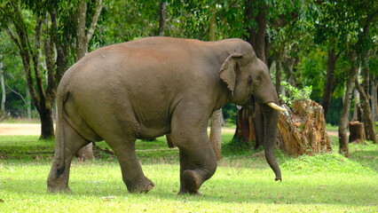 Fototapeta premium Asian Elephant, close up Elephant walk in of Thungyai Naresuan Wildlife Sanctuary, Eastern Section, is located in Tak Province, Thailand
