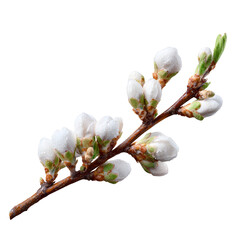 Delicate Dew-Kissed Almond Blossom Branch Isolated