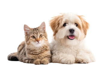 Fototapeta premium A playful dog and a curious cat lying side by side on a clean white background. showcasing their friendship and harmony. ideal for pet-themed marketing and social media content