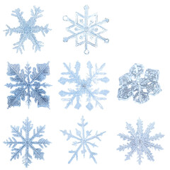 Fototapeta premium Nine Unique Ice Crystals Winter Snowflakes Nature Beauty