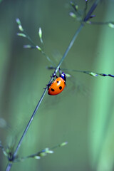 ladybug 