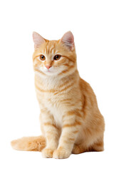 Obraz premium A fluffy orange tabby cat sitting gracefully against a clean white background. showcasing its striking features and vibrant coat. ideal for pet-related content and animal photography