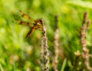 closeup of a dragonfly on a plant stem