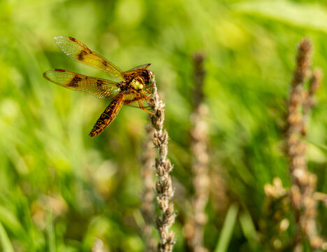 closeup of a dragonfly on a plant stem