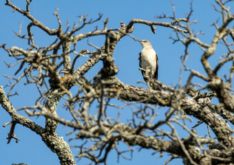 vulture on a branch