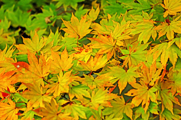 The autumn season leaf in Japan