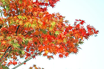 The autumn season leaf in Japan