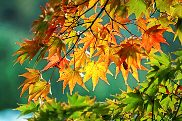 The autumn season leaf in Japan
