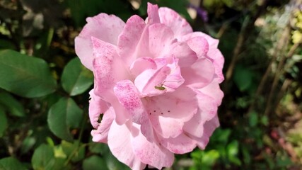 pink magnolia flower