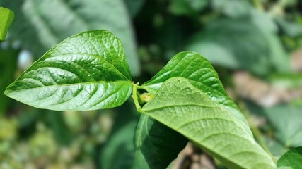 Long bean leaves in the yard