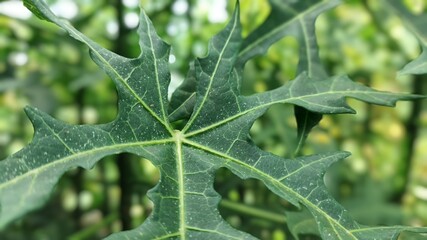 Chinese papaya leaves in the garden