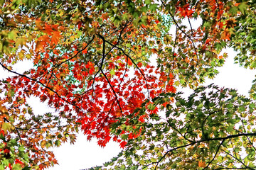 The autumn season leaf in Japan