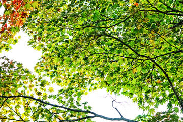 The autumn season leaf in Japan