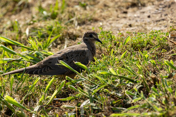 Obraz premium dove in the grass pecking around