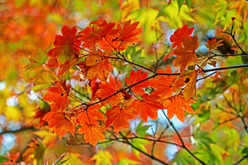 The autumn season leaf in Japan