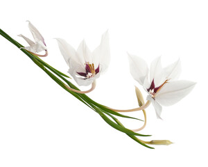 Obraz premium Gladiolus flowers, White gladiolus blooming on branch isolated on white background, with clipping path 
