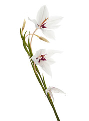 Fototapeta premium Gladiolus flowers, White gladiolus blooming on branch isolated on white background, with clipping path 