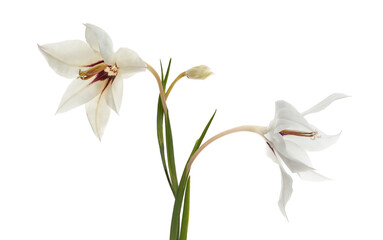Gladiolus flowers, White gladiolus blooming on branch isolated on white background, with clipping path 