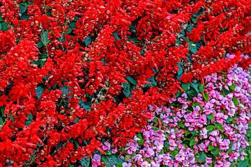 The red wild flower on green field