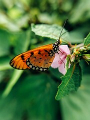 butterfly on flower