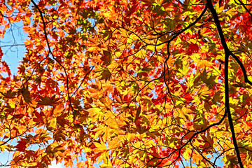 The autumn season leaf in Japan