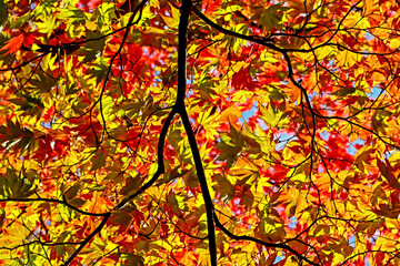 The autumn season leaf in Japan