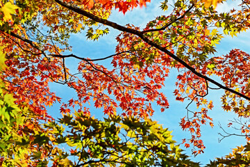 The autumn season leaf in Japan
