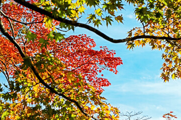 The autumn season leaf in Japan