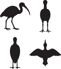 american white ibis bird silhouette icons set side, front, back, and top views vector art illustration