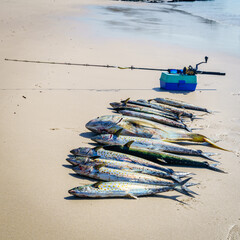 Morning catch