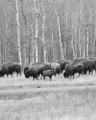 buffalo herd