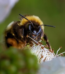 Bumblebee on Flower with a blurred green background
