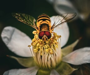 Hoverfly on a White Flower