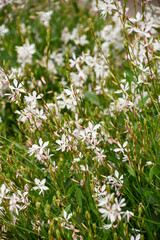 ガウラ（ヤマモモソウ） White Gaura