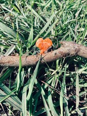 Love heart fungi on a stick