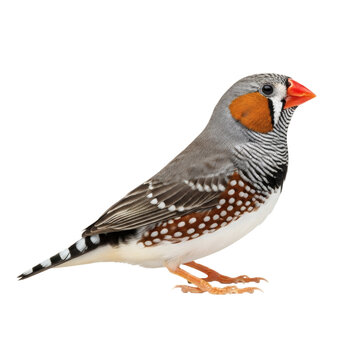 Stunning Full Body Zebra Finch Bird, Ultra Detailed Feathers, Sh