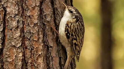 Obraz premium Brown creeper bird with distinctive curved beak clinging to the textured bark of a tree, showcasing its natural camouflage and foraging behavior in a serene woodland setting
