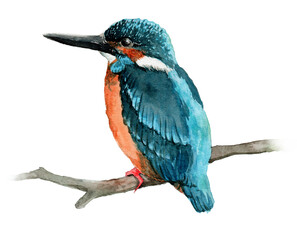 アナログ水彩カワセミ白背景