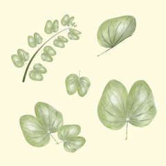 Bauhinia Watercolor Light Green Leaves Set