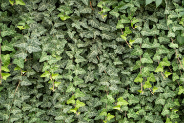 Wall covered with dense ivy leaves, natural green background.