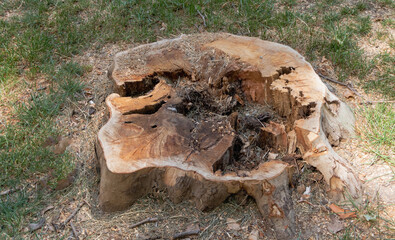 The tree stump has been cut down and is now lying on the ground, with its trunk cracked open to...