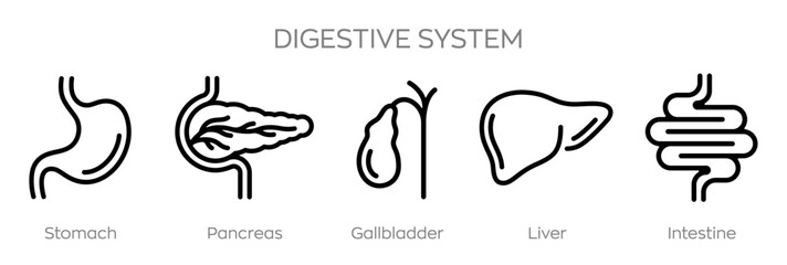 Digestive system icons set. Gastrointestinal tract. Stomach. Pancreas. Gallbladder. Liver. Intestine. Human digestive system anatomy infographic. Vector illustration.