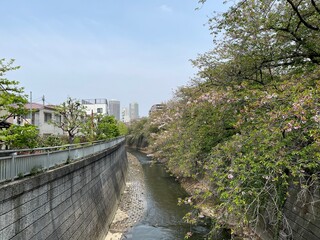 神田川4月：神田川の葉桜 2025/4/18