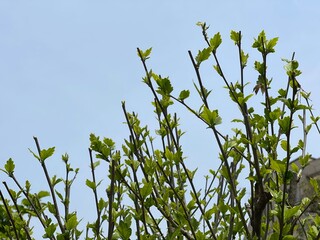 神田川4月：ムクゲの若葉 2025/4/18