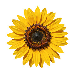 Bright yellow sunflower with detailed petals, isolated on white background, vibrant, cheerful, perfect for summer themes.