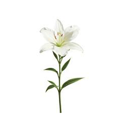 Fototapeta premium White lily with green leaves, isolated on white background, fresh, clean, elegant floral beauty.